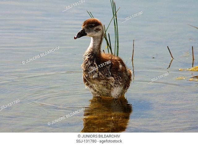 young Egyptian goose - in water / Alopochen aegyptiacus