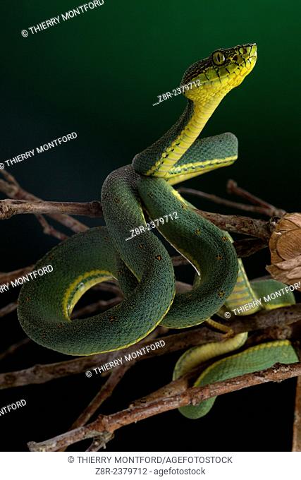 Bothriopsis bilineata. Tree Viperid. Venomous Snake (solenoglyph) mostly nocturnal. Behaviour varies according to the specimen