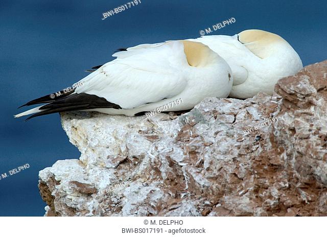 northern gannet (Morus bassanus), sleeping, Schleswig-Holstein, Heligoland