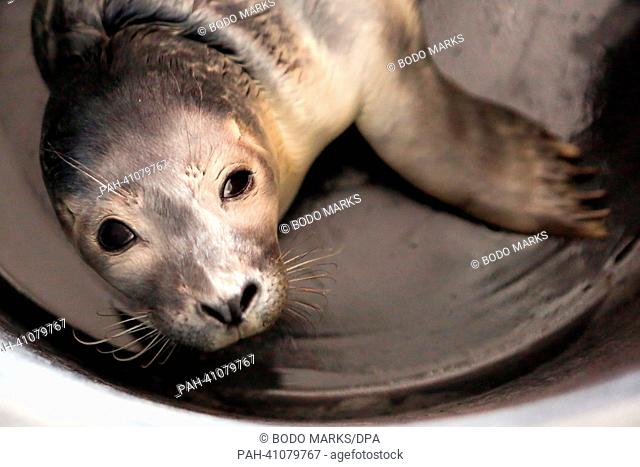 A three-week-old seal pup, who was named Robby by the Hamburg Fire Department, lies in a transport container from Friedrichskoog Seal Station at the Berlin Gate...