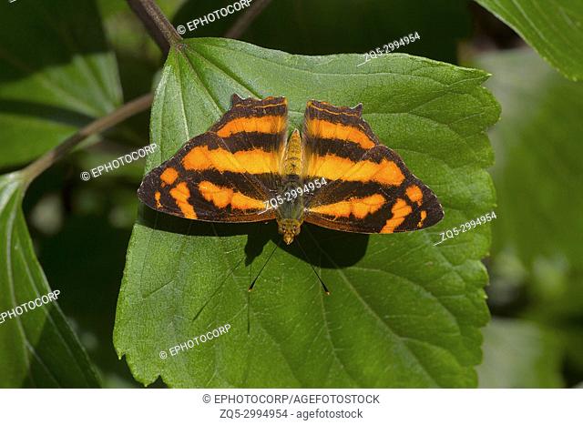 Common Jester butterfly, Symbrenthia lilaea khasiana, Satakha, Nagaland, India