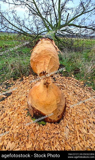 11 December 2023, Brandenburg, Sachsendorf: A beaver has done a great job in the Oderbruch in East Brandenburg and felled this tree on a road