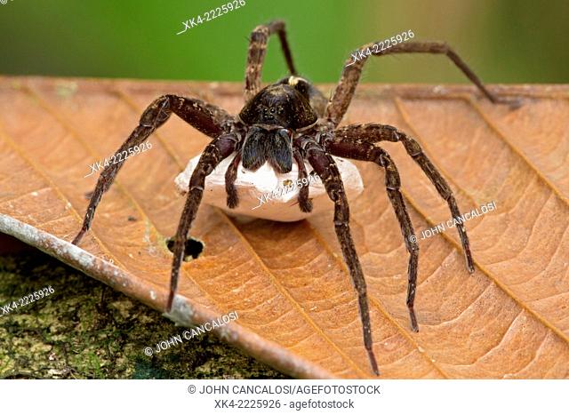 Nursery web spider, with egg sac, Costa Rica
