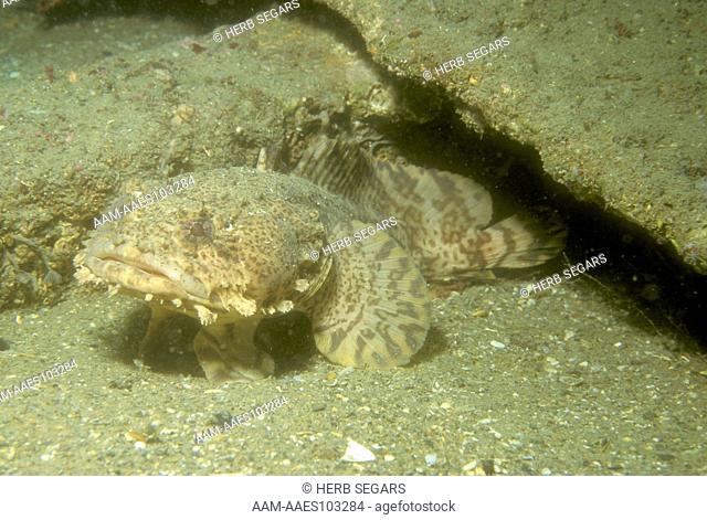 Oyster Toadfish (Opsanus tau.) to 15 , Cape Cod to FL