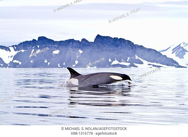 A small pod of about 25 'Type B' killer whales Orcinus orca at 678 30 3S 678 58 4W south of the Antarctic Circle near the Antarctic Peninsula, Antarctica