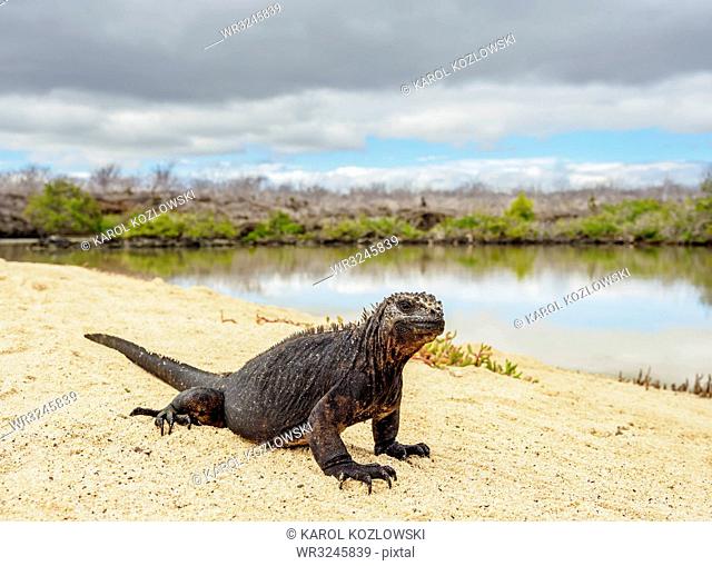 Marine iguana (Amblyrhynchus cristatus) next to lagoon by Bachas Beach, Santa Cruz (Indefatigable) Island, Galapagos, UNESCO World Heritage Site, Ecuador