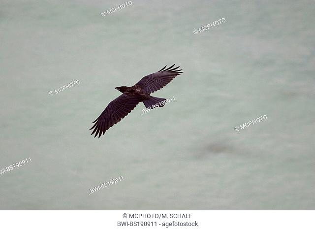 common raven (Corvus corax), flying, Europe