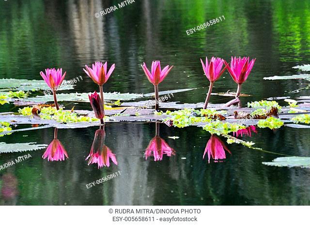 Star water lily nymphaea nouchali in botanical garden ; Howrah ; West Bengal ; India