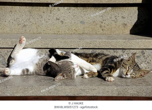 domestic cat, house cat Felis silvestris f. catus, sleeping kittens