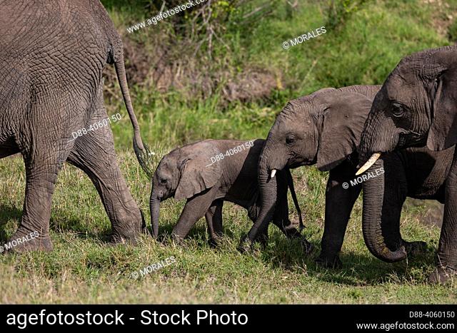 Afrique, Afrique de l'Est, Kenya, Réserve nationale du Masai Mara, Parc national, Éléphant de savane d'Afrique ou Éléphant de savane (Loxodonta africana)