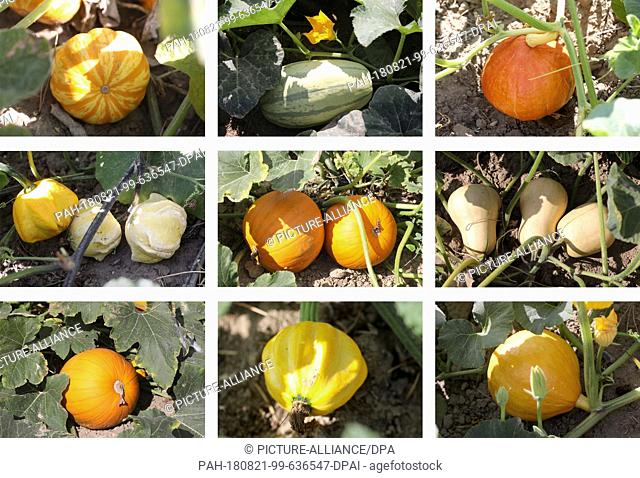 21 August 2018, Germany, Ikendorf: The picture combo shows different pumpkin species growing on the fields of Monika and Herwig Elgeti
