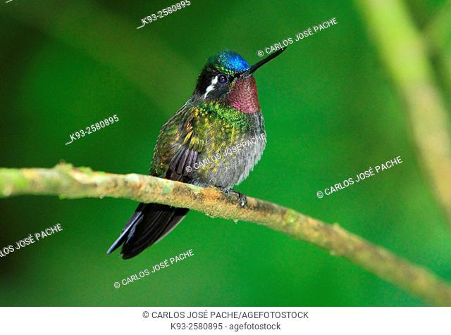 Purple-throated mountaingem (Lampornis calolaemus). Monteverde, Costa Rica