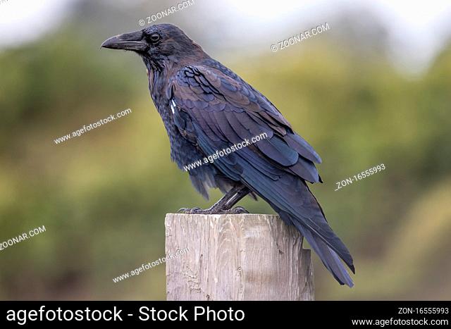 A wild raven poses for the camera in northern California, USA