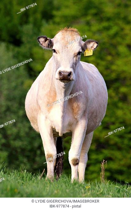 Cow (Ungulata domesticus), Maderovce, Brumov-Bylnice, White Carpathian mountains protected landscape area, Bile Karpaty, Moravia, Czech Republic, Central Europe