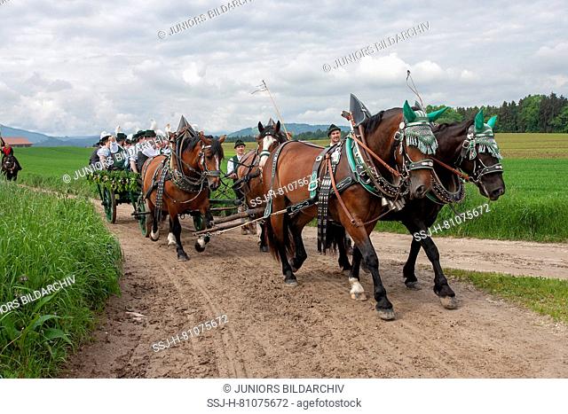 Domestic horse. Team of four pulling a carriage during Leonardi-Ritt in Holzhausen-Teisendorf, Upper Bavaria, Germany. The beautifully decorated horses are...