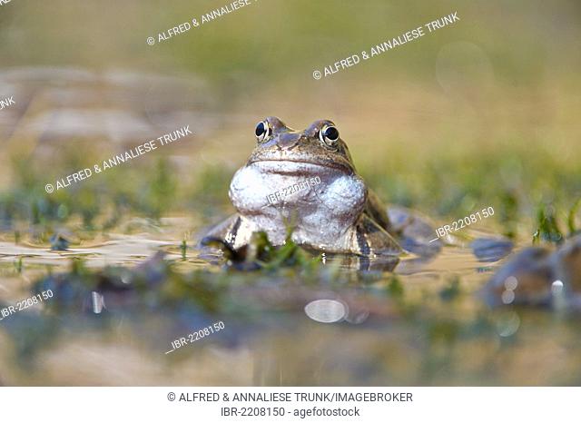 Common frog (Rana temporaria), Kalkalpen, Limestone Alps National Park, Upper Austria, Austria, Europe
