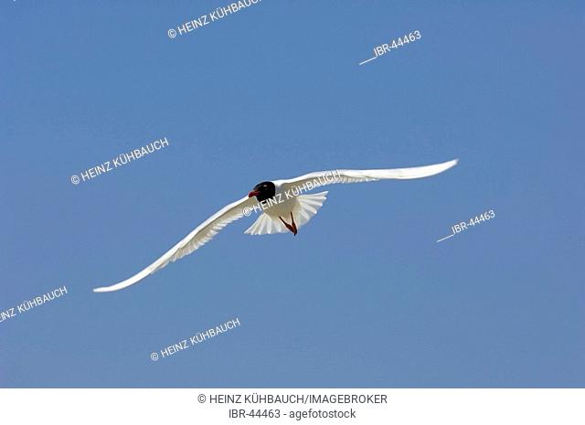 Flying gull, mediterranean gull, sea gull