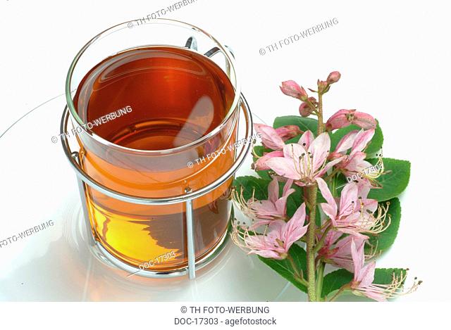 gas plant - medicinal tea from the root - medicinal plant - Dictamnus albus - Dittamo- Frassinella- Limonella - te