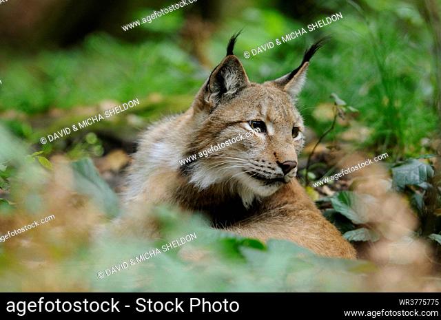 Eurasian lynx (Lynx lynx) in underwood