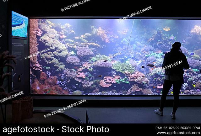 PRODUCTION - 24 October 2022, Mecklenburg-Western Pomerania, Rostock: In the Darwineum, a visitor stands in front of a coral reef in a large aquarium