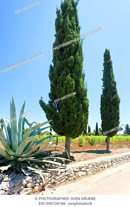 Santa Cesarea Terme, Apulia, Italy - A cactus and a cypress alongside the country road