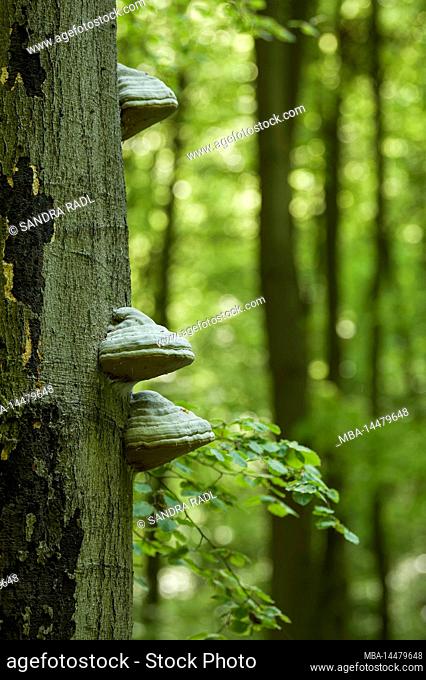 Tree fungi on a beech trunk, Hainich National Park, UNESCO World Natural Heritage Site Ancient Beech Forests, Germany, Thuringia