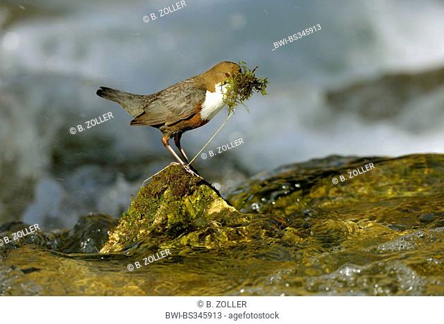 dipper (Cinclus cinclus), sitting on a stone at the creek with nesting material in the beak, Germany, Baden-Wuerttemberg