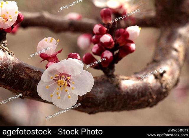 Almond flower trees field in spring season. Sicily