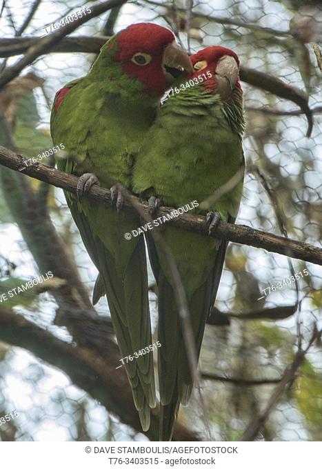 A pair of red-masked parakeets (Psittacara erythrogenys), Amaru Biopark, Cuenca, Ecuador