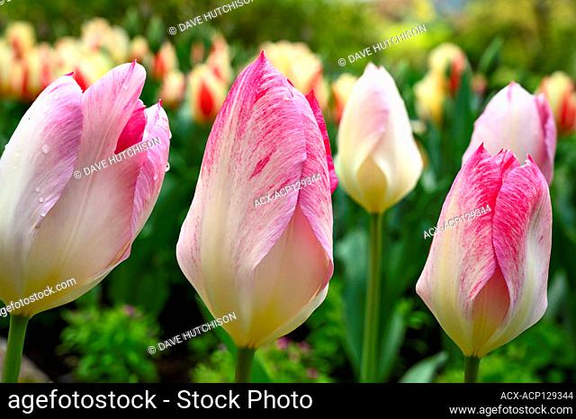Tulips (Tulipa × gesneriana), Butchart Gardens, Victoria, Vancouver Island, BC, Canada
