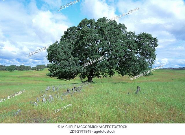 A majestic California oak tree