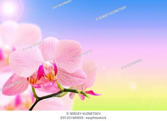 Romantic pink spotted orchids on natural gradient