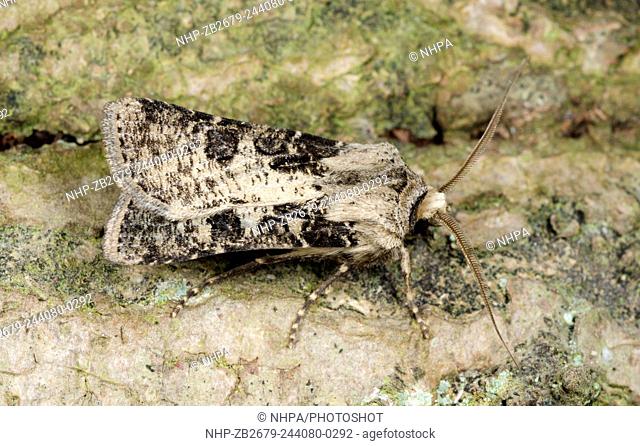 Close-up of a Heart and club moth (Agrotis clavis) resting on a tree in a Norfolk garden in summer