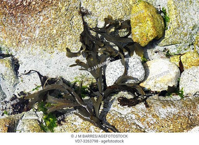Serrated wrack (Fucus serratus) is a brown alga native to Atlantic Ocean. This photo was taken in Brittany coast, France