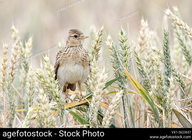 Eurasian Skylark ( Alauda arvensis ) perched in an almost ripe wheat field, raised crest, bird of open land, nice frontal view, wildlife, Europe