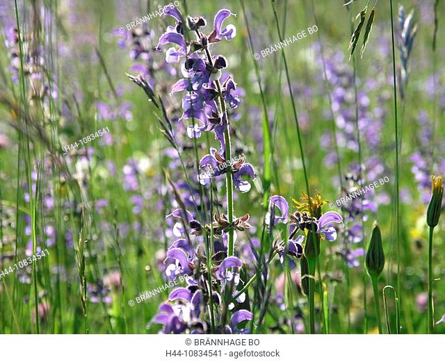 Meadow Clary, Salvia pratensis, detail, flowers, flower, blooming, summer, nature, landscape