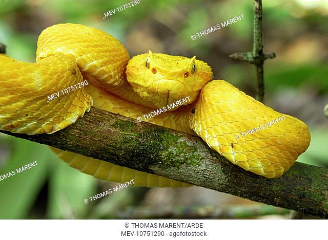 Eyelash Pit Viper - yellow coloration (Bothriechis schlegelii)
