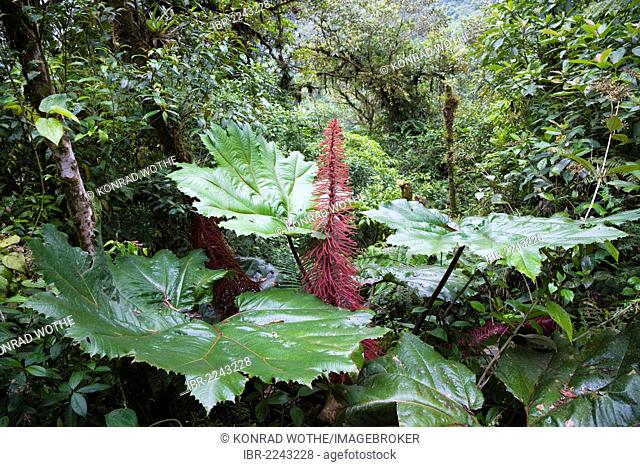 Gunnera, Giant Rhubarb (Gunnera insignis) in a mountain rainforest, Tapanti National Park, Costa Rica, Central America