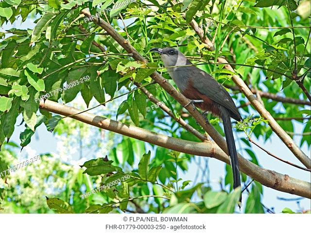 Chestnut-bellied Cuckoo Coccyzus pluvialis adult, perched on branch, Port Antonio, Jamaica, april
