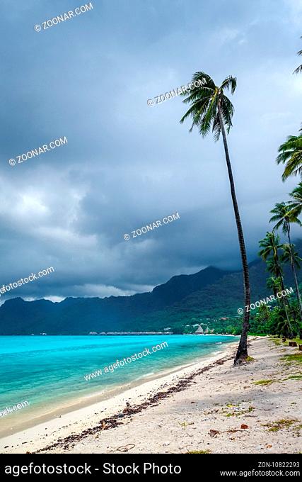 Palm trees on Temae Beach in Moorea island. French Polynesia