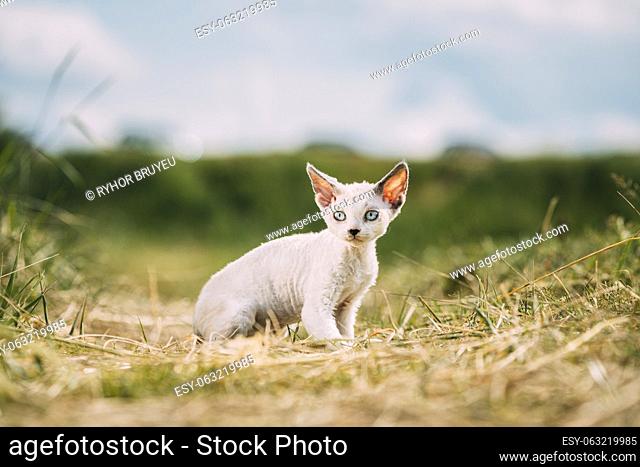 Sweet Devon Rex Cat Funny Curious Young White Devon Rex Kitten In Grass. Short-haired Cat Of English Breed. Very Small Lovely Pets Lovely Cats