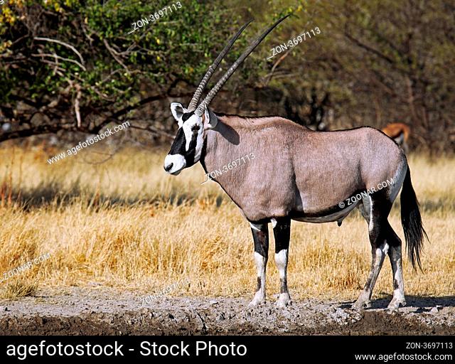 Oryxantilope, Central Kalahari Game Reserve, Botswana, Botsuana, Oryx gazella, Gemsbok, Botsuana