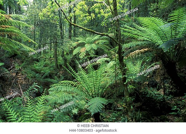 NSW PC TREE FERNS in RAINFOREST in the BORDER RANGES NATIONAL PARK POSTCARD 