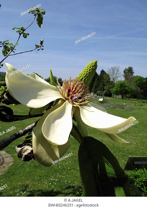 Japanese Bigleaf Magnolia, Japanese whitebark magnolia Magnolia obovata, Magnolia hypoleuca, flower