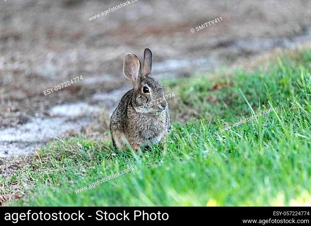 Marsh rabbit Sylvilagus palustris with its short ears and large eyes sits on the edge of a wooded area in Naples, Florida
