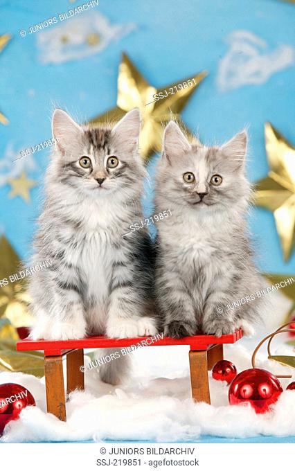 Norwegian Forest Cat. Two kittens in Christmas decoration with stars. Germany