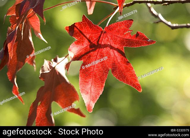 Sweet Gum (Liquidambar styraciflua) Tree, leaves in autumn