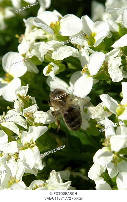 blooms, bee wings, bloom dusting, berne, bees, blumenstaengel, animals
