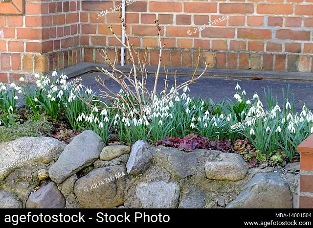 snowdrops (galanthus nivalis) on the stone wall