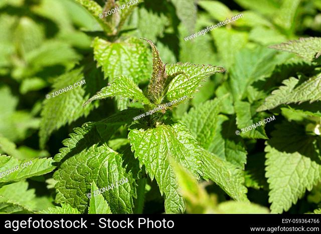 field overgrown with green stinging nettle, photo close-up of one of the plants